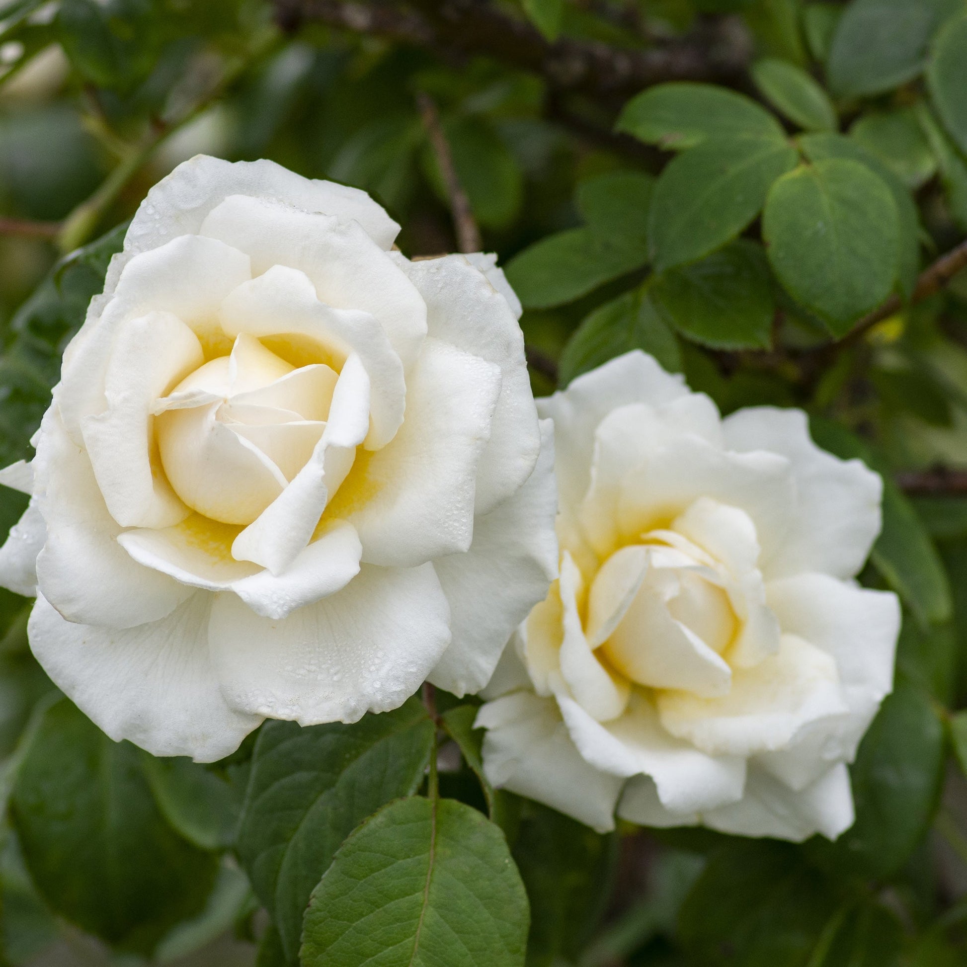 Fresh Garden Living Cloud 10 Climbing Rose plant with lush green foliage and vibrant blooming roses, ideal for garden trellises.