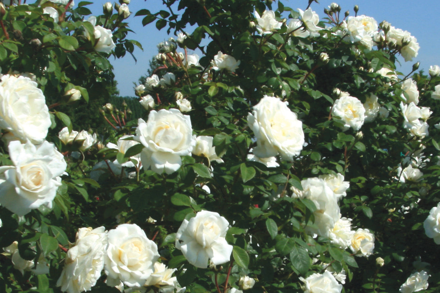 Fresh Garden Living Cloud 10 Climbing Rose plant with lush green foliage and blooming pink roses on a trellis.