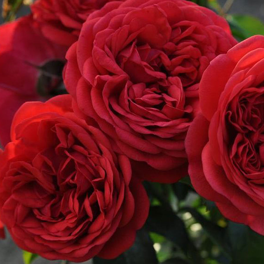 Fresh Garden Living Don Juan Climbing Rose plant in a 1.5-gallon pot, showcasing vibrant blooms and lush green foliage.