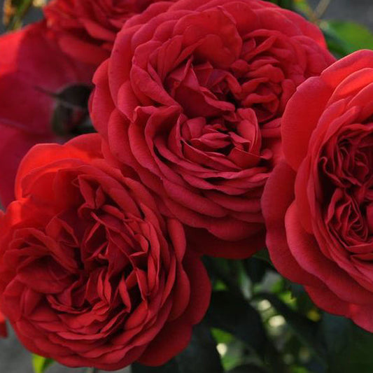 Fresh Garden Living Don Juan Climbing Rose plant in a 1.5-gallon pot, showcasing vibrant blooms and lush green foliage.