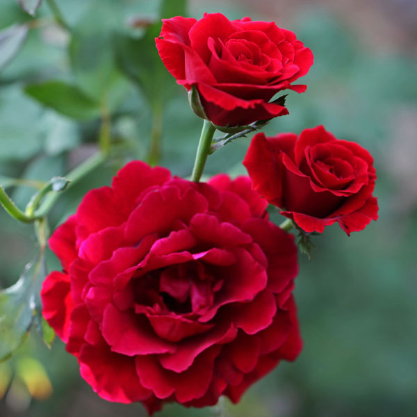 Don Juan climbing rose plant in a 1.5-gallon pot by Fresh Garden Living, with vibrant red blossoms and lush green foliage.
