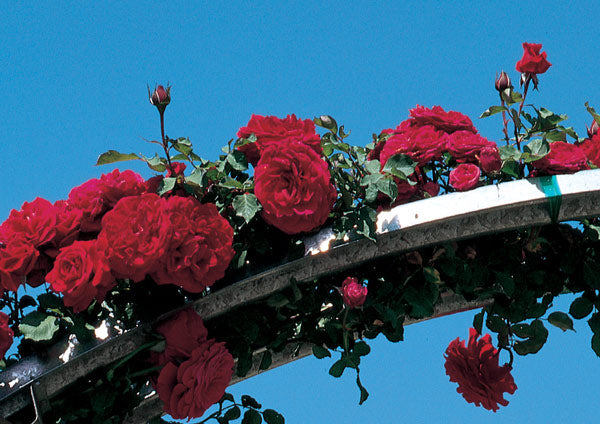 Don Juan Climbing Rose plant in a 1.5-gallon pot, vibrant flowering climbing rose from Fresh Garden Living.