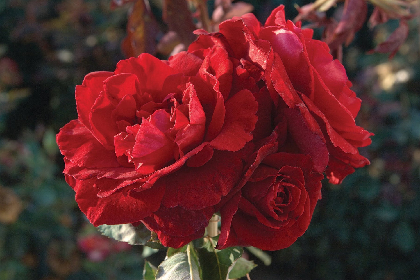 Fresh Garden Living Don Juan Climbing Rose plant in a 1.5-gallon pot, showcasing vibrant blooms and lush green foliage.