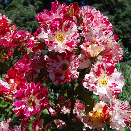 Fourth of July Climbing Rose plant in a 1.5-gallon pot by Fresh Garden Living, showcasing vibrant red, white, and blue blooms.
