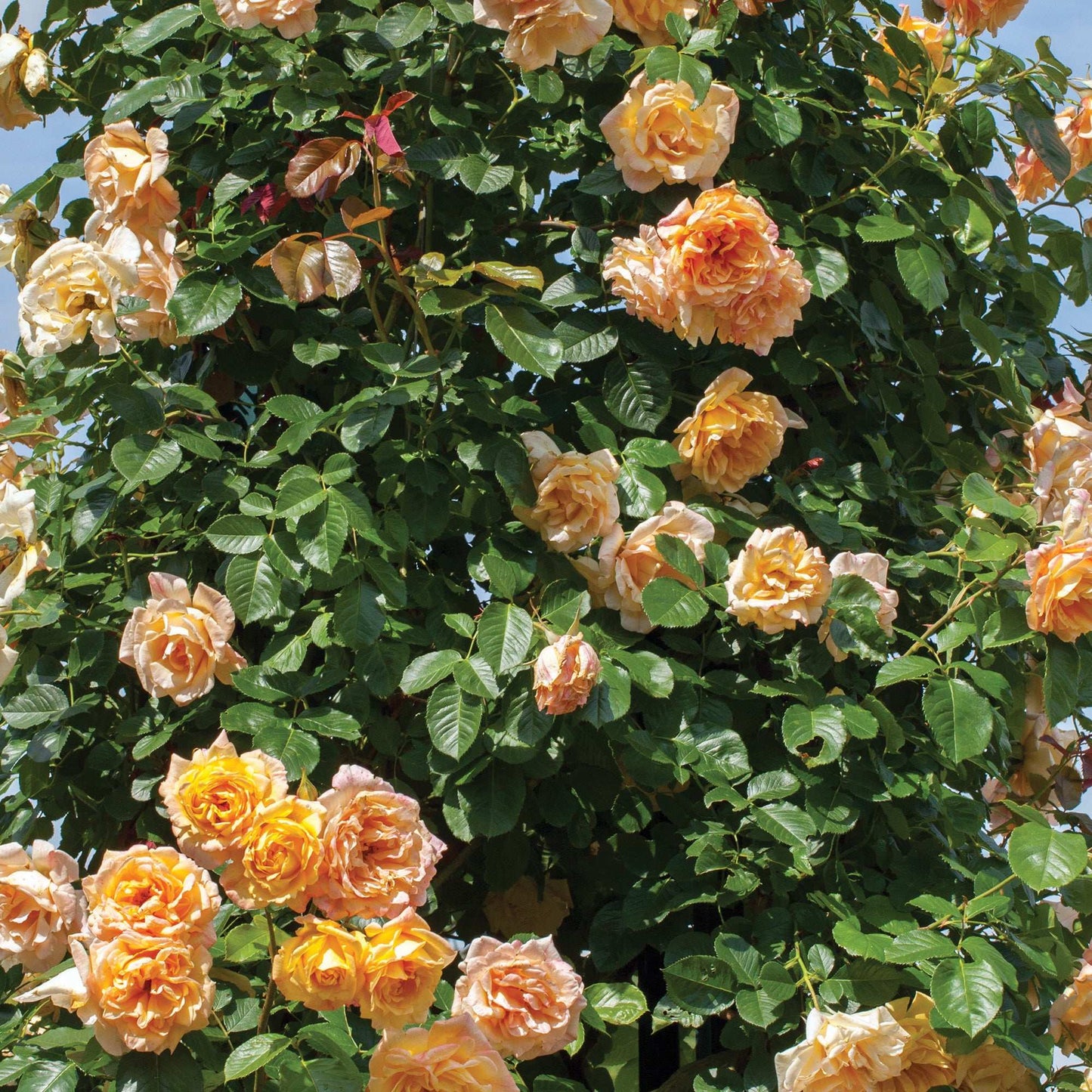 Yellow climbing rose plant in 1.5-gallon pot by Fresh Garden Living, showcasing vibrant blooms and lush green foliage.