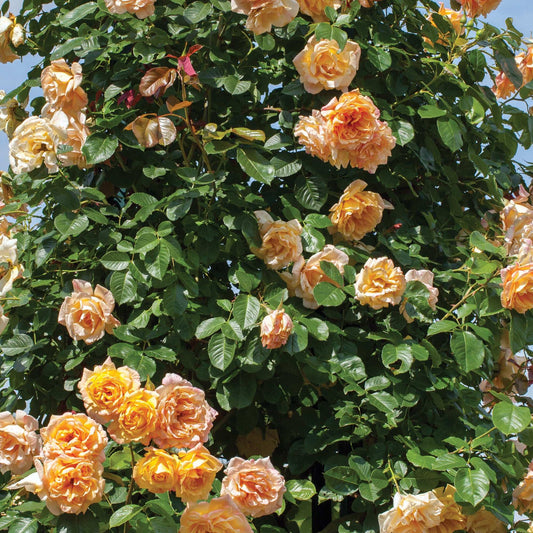 Yellow climbing rose plant in 1.5-gallon pot by Fresh Garden Living, showcasing vibrant blooms and lush green foliage.
