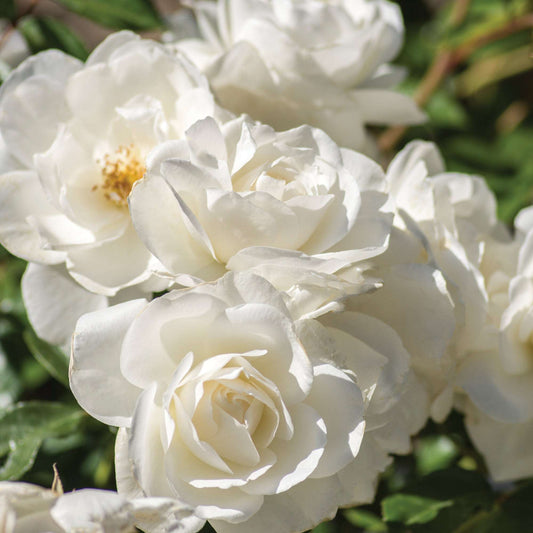 Iceberg Climbing Rose plant in a 1.5-gallon pot, fresh garden climbing rose with lush green foliage and blooming white flowers.