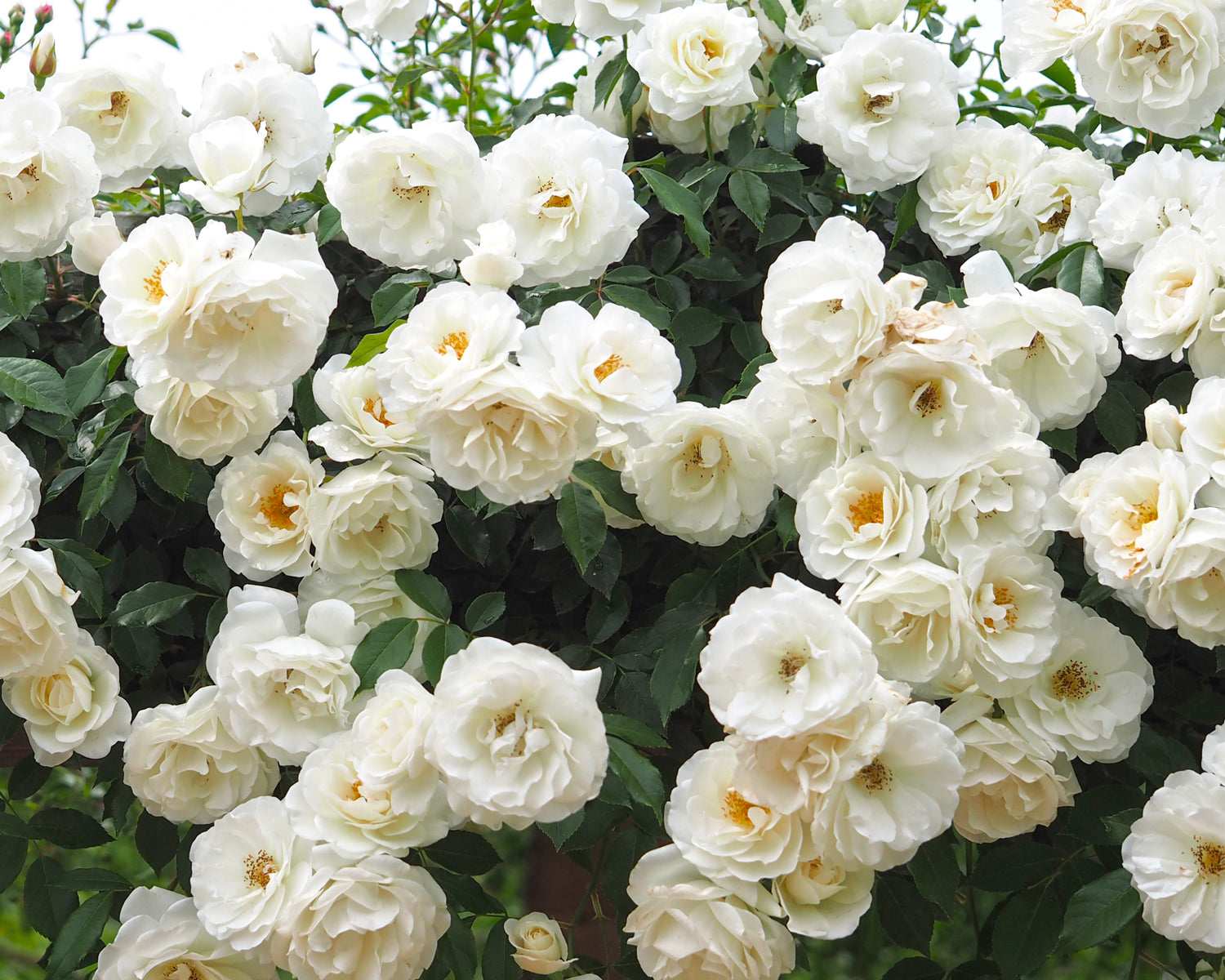 Fresh Garden Living Iceberg Climbing Rose plant in a 1.5-gallon pot, showcasing lush green foliage and delicate white blossoms.