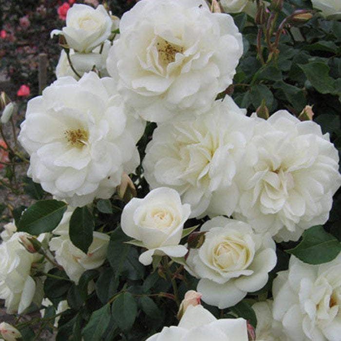 Iceberg Climbing Rose plant in a 1.5-gallon pot from Fresh Garden Living, showcasing lush green foliage and blooming white flowers.