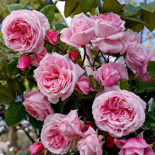 Kiss Me Kate climbing rose plant by Fresh Garden Living with vibrant pink blossoms and lush green foliage.