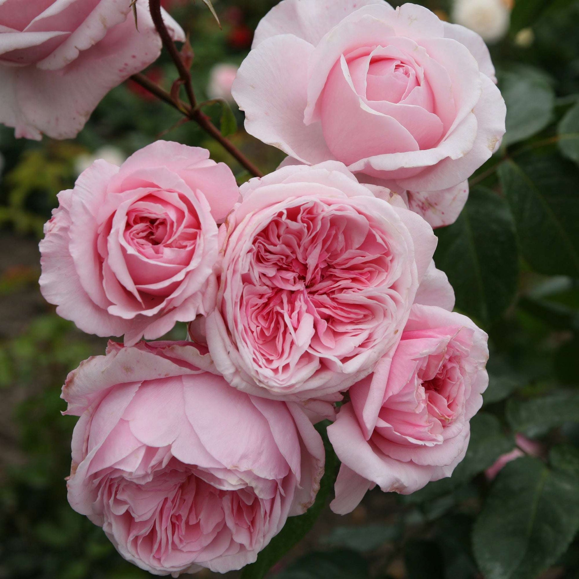 Kiss Me Kate climbing rose plant by Fresh Garden Living with vibrant pink blossoms and green foliage.