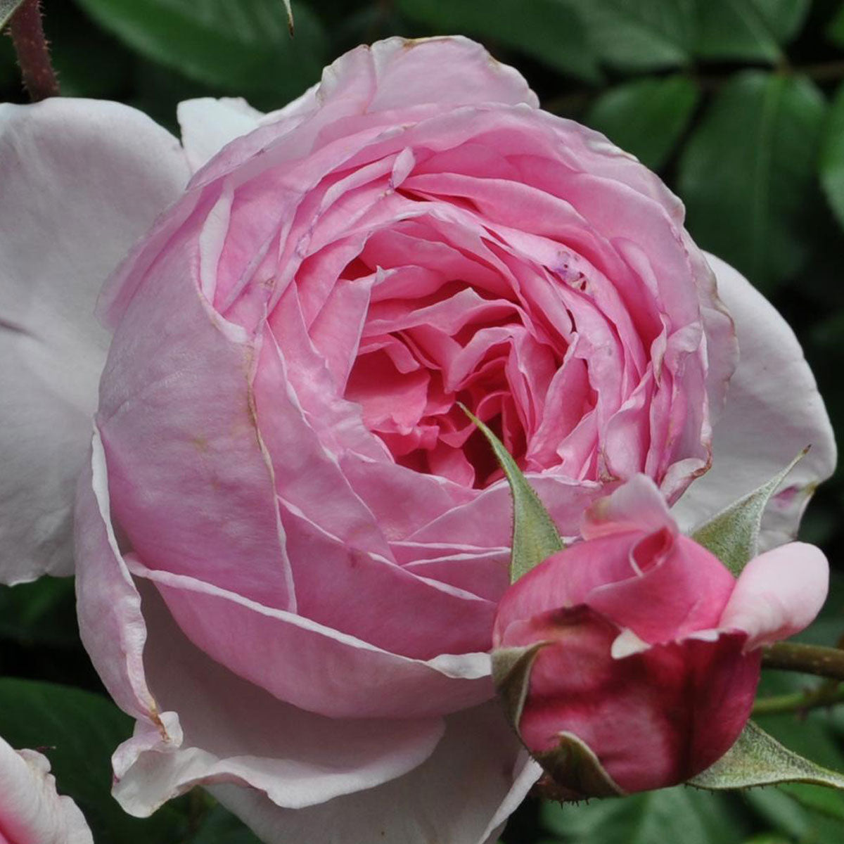 Kiss Me Kate climbing rose plant by Fresh Garden Living with vibrant pink blooms and lush green foliage.