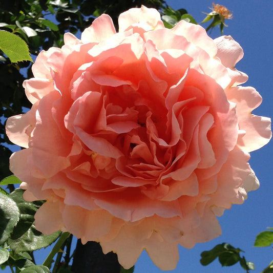 Polka Climbing Rose plant in a 1.5-gallon pot by Fresh Garden Living, showcasing lush green foliage and vibrant blooms.
