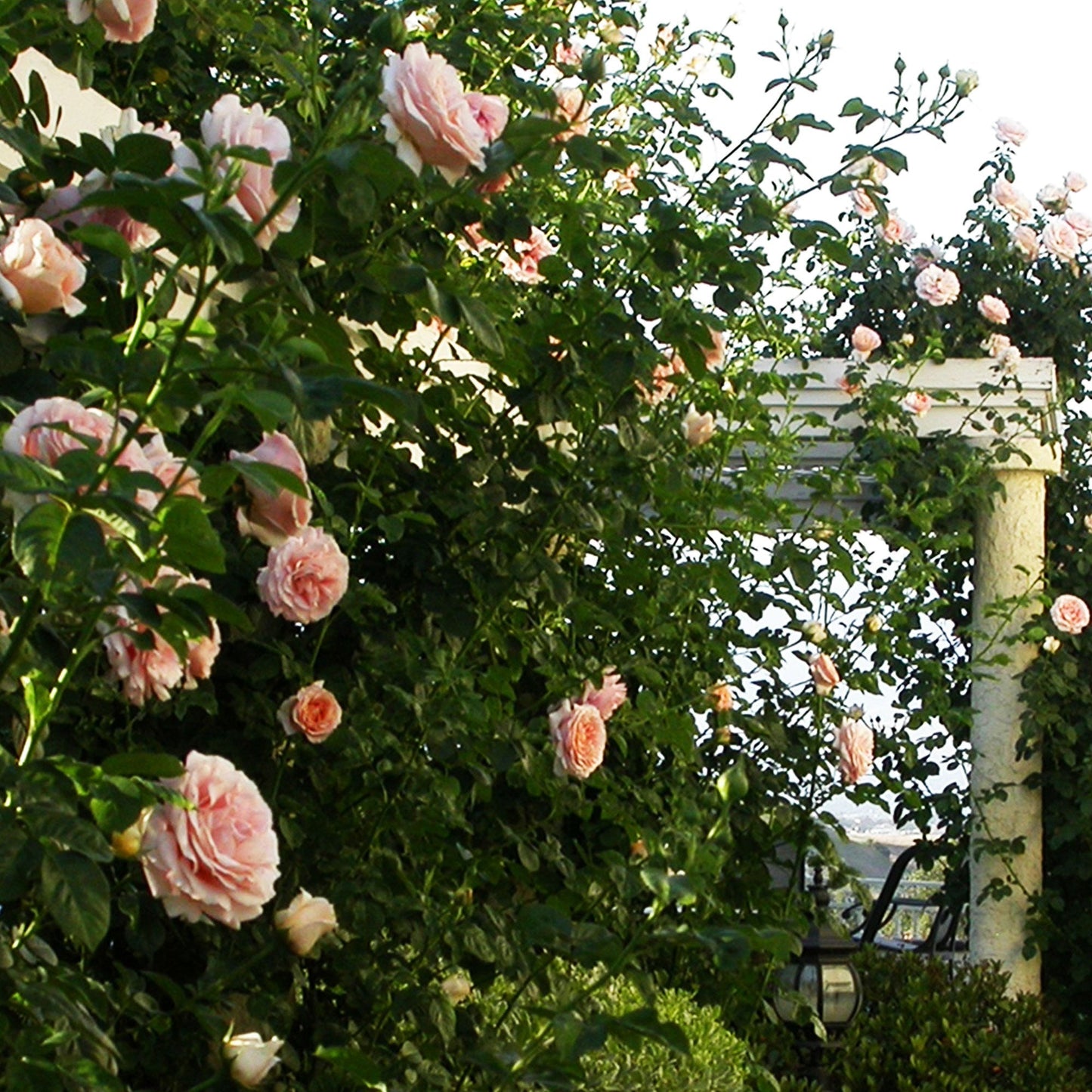 Polka Climbing Rose plant in a 1.5-gallon pot by Fresh Garden Living, showcasing vibrant blooms and green foliage.