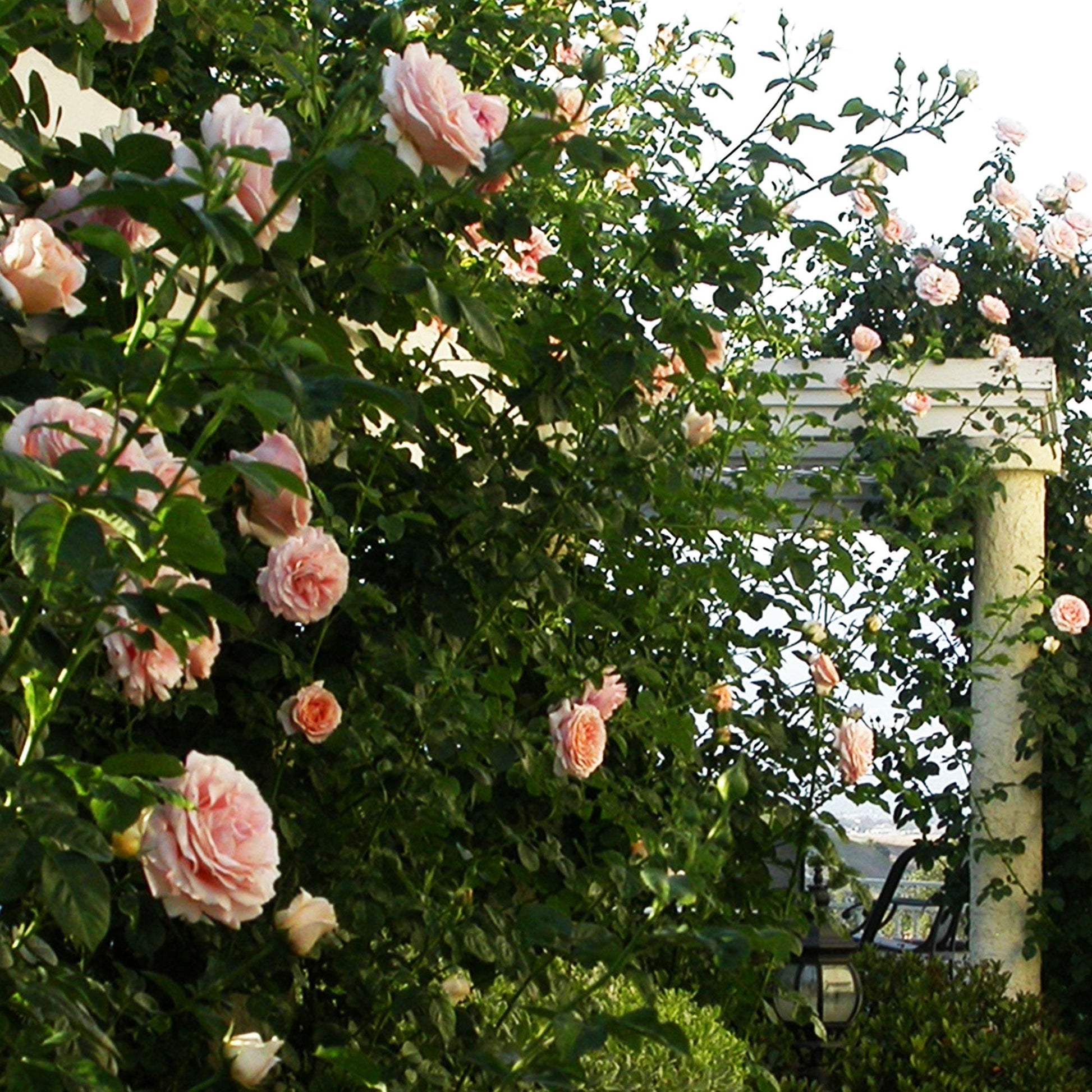 Polka Climbing Rose plant in a 1.5-gallon pot by Fresh Garden Living, showcasing vibrant blooms and green foliage.