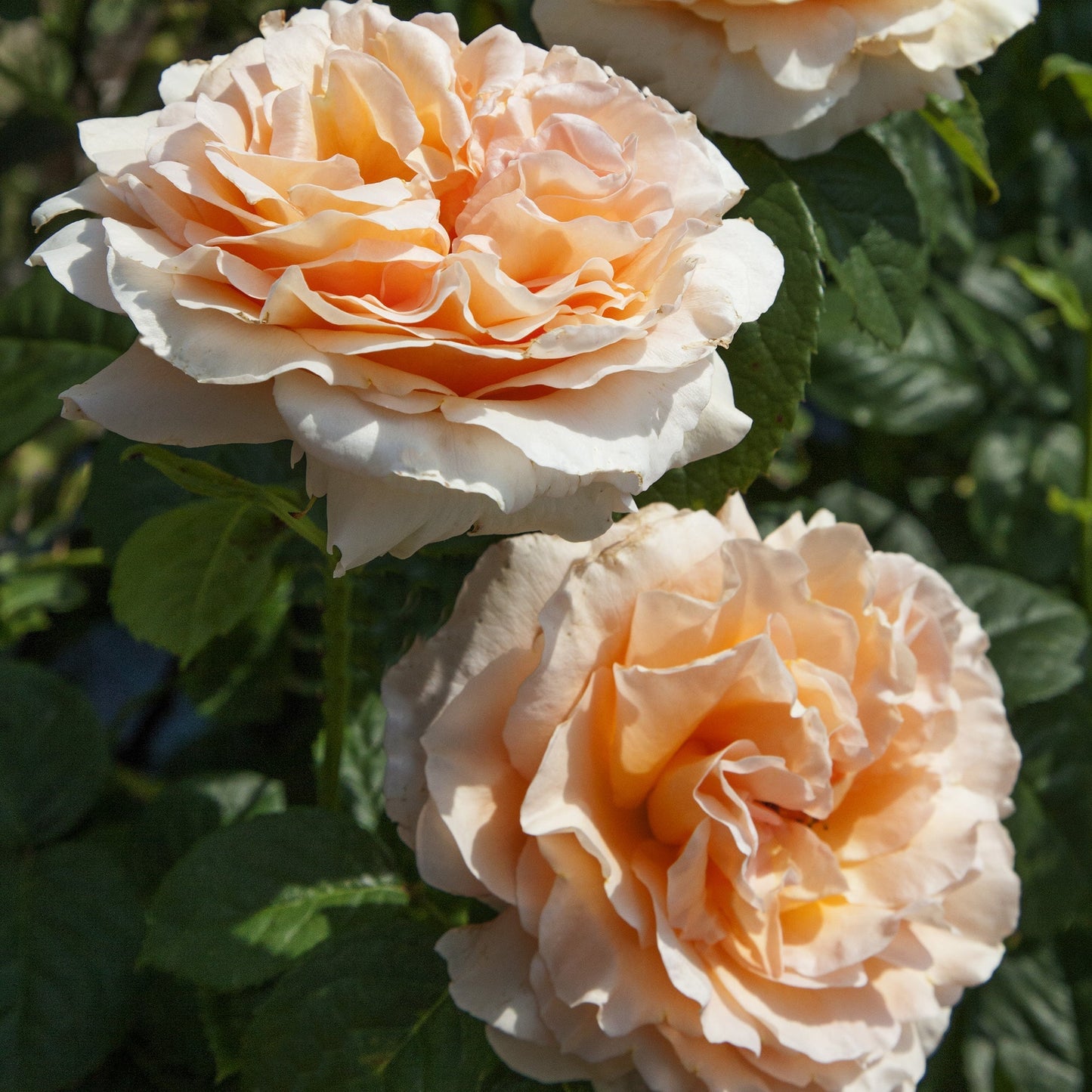 Polka Climbing Rose plant in a 1.5-gallon pot by Fresh Garden Living, featuring vibrant climbing rose blooms and green foliage.