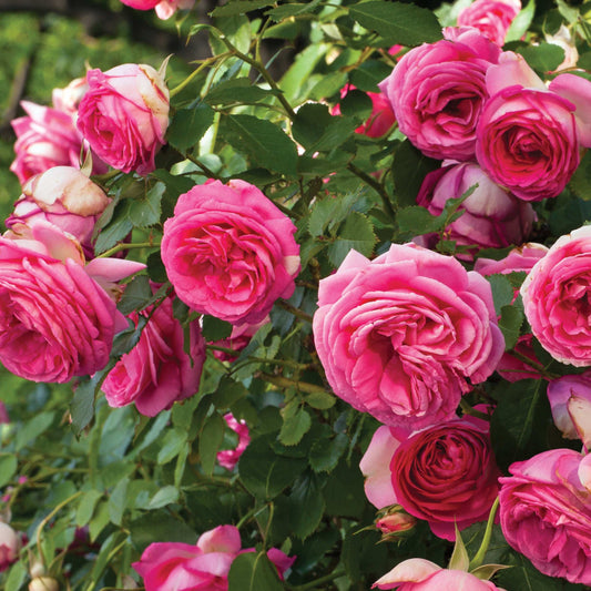 Fresh Garden Living Pretty in Pink Eden climbing rose plant in a 1.5-gallon pot with vibrant pink blooms and lush green foliage.