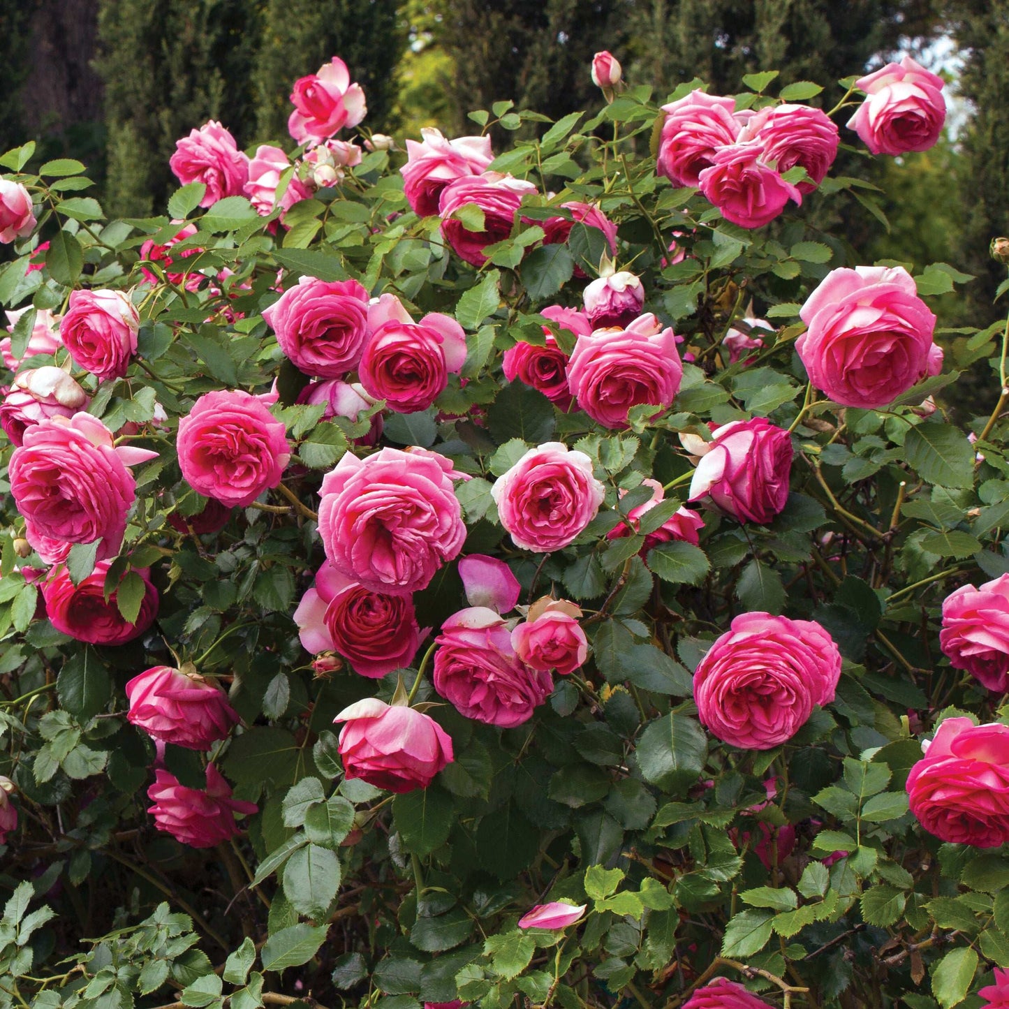 Pink Eden climbing rose plant in a 1.5-gallon pot by Fresh Garden Living, with vibrant pink blooms and green foliage.