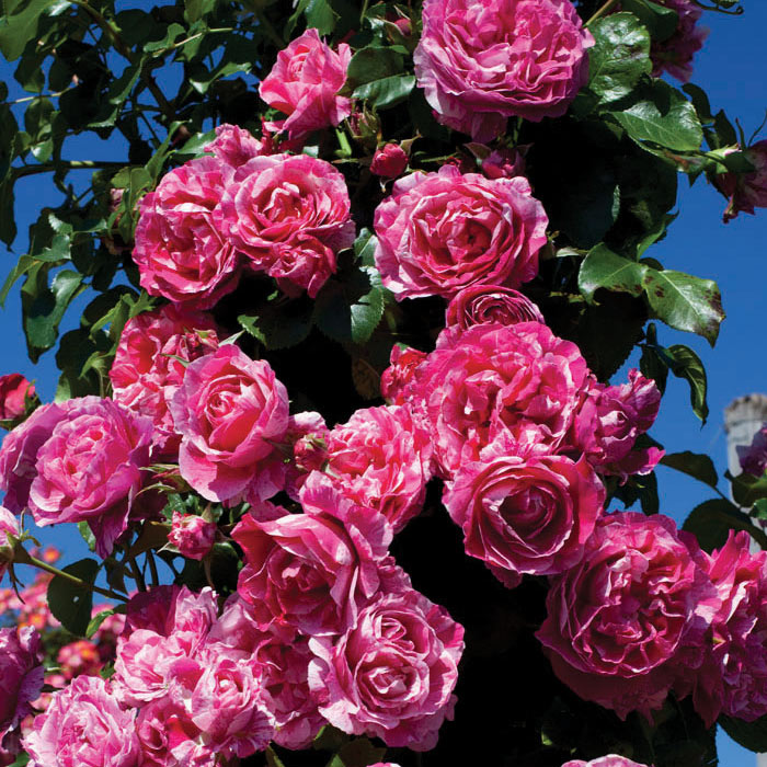 Fresh Garden Living Raspberry Cream Twirl Climbing Rose plant in a 1.5-gallon pot with pink and cream blossoms and lush green foliage.