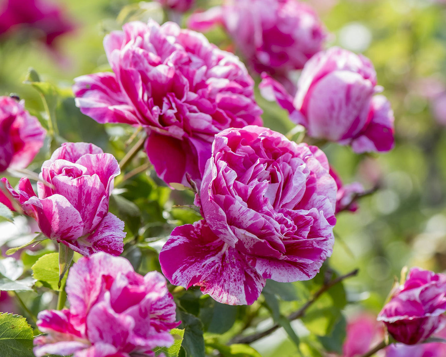 Raspberry Cream Twirl Climbing Rose 1.5 gallon Pot - Blessings Grow Meadows