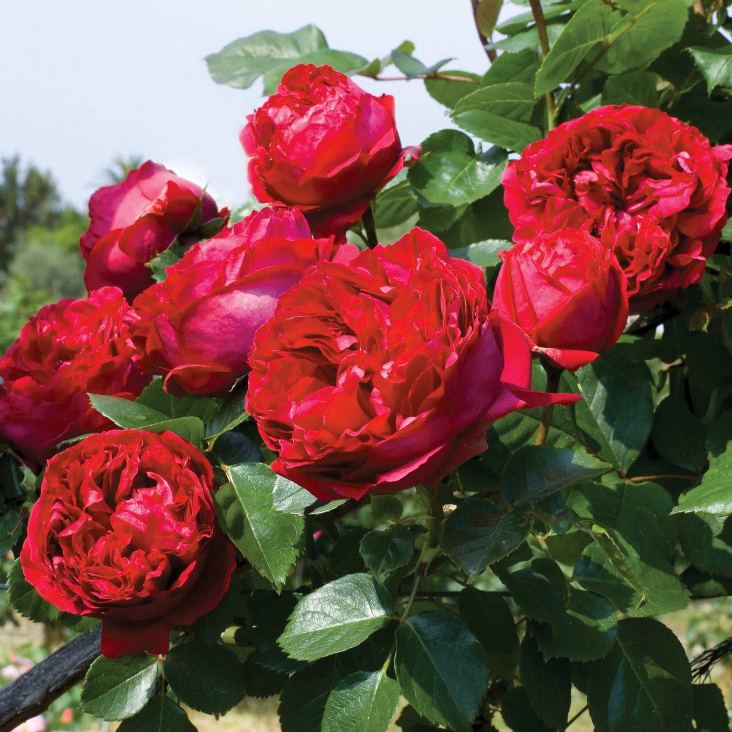 Red Eden Climbing Rose plant in a 1.5-gallon pot by Fresh Garden Living, showcasing vibrant red blooms and lush green foliage.