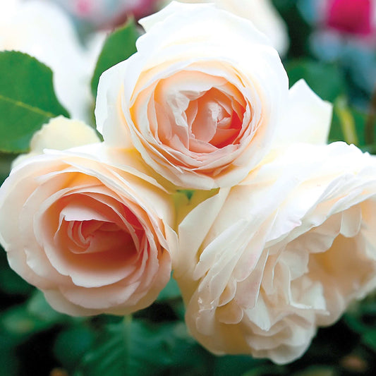 White Eden climbing rose plant by Fresh Garden Living with lush white blooms and green foliage on a garden trellis.