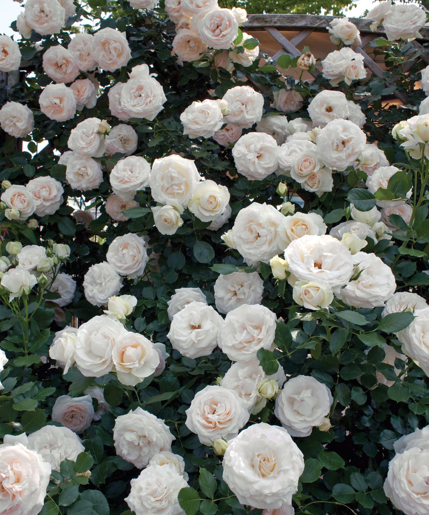 White Eden Climbing Rose plant by Fresh Garden Living showing lush white blooms and green climbing stems.