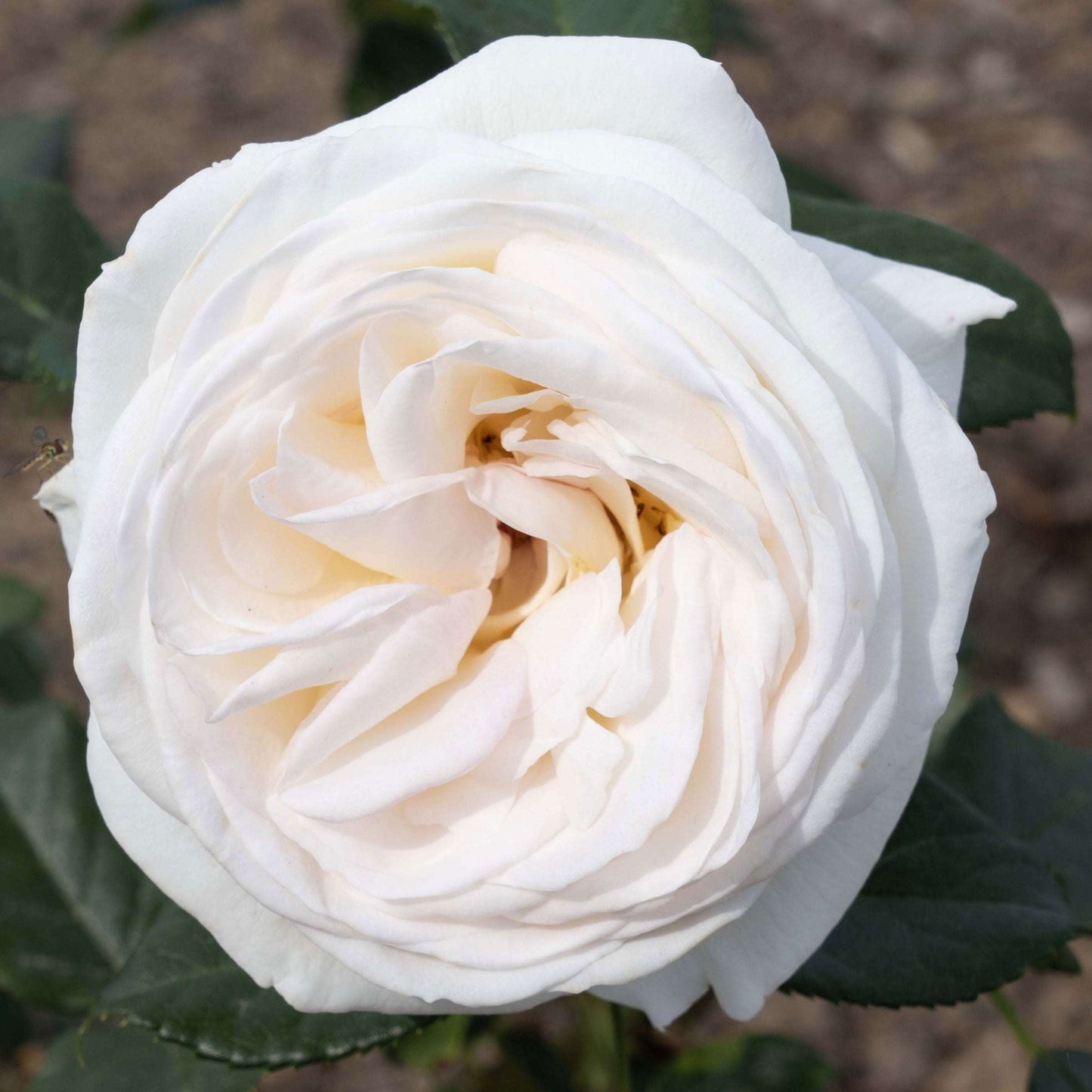 Fresh Garden Living Top Cream Rose hybrid tea rose plant in a 1.5-gallon pot, showcasing fragrant blooms and lush green foliage.