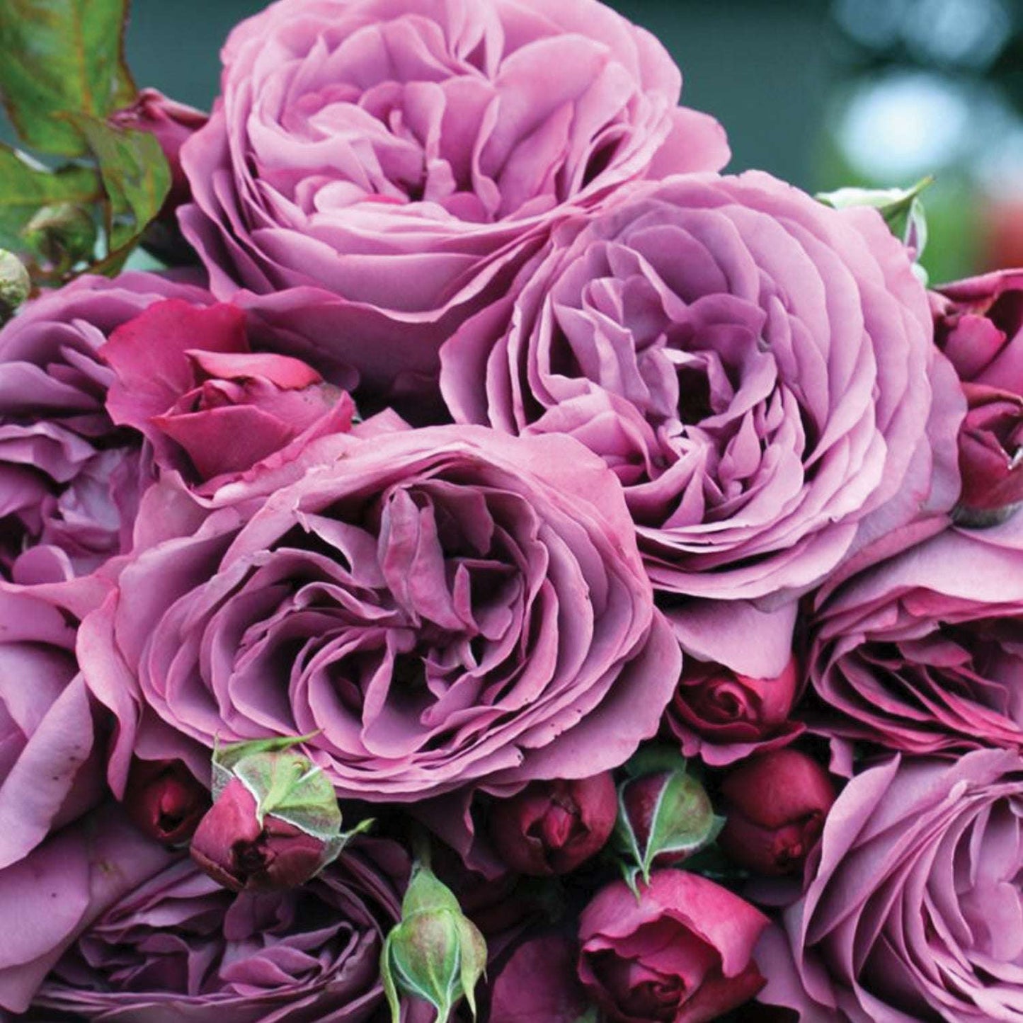 Fragrant purple rose plant in a 1.5-gallon pot by Fresh Garden Living, showcasing lush green foliage and blooming purple roses.