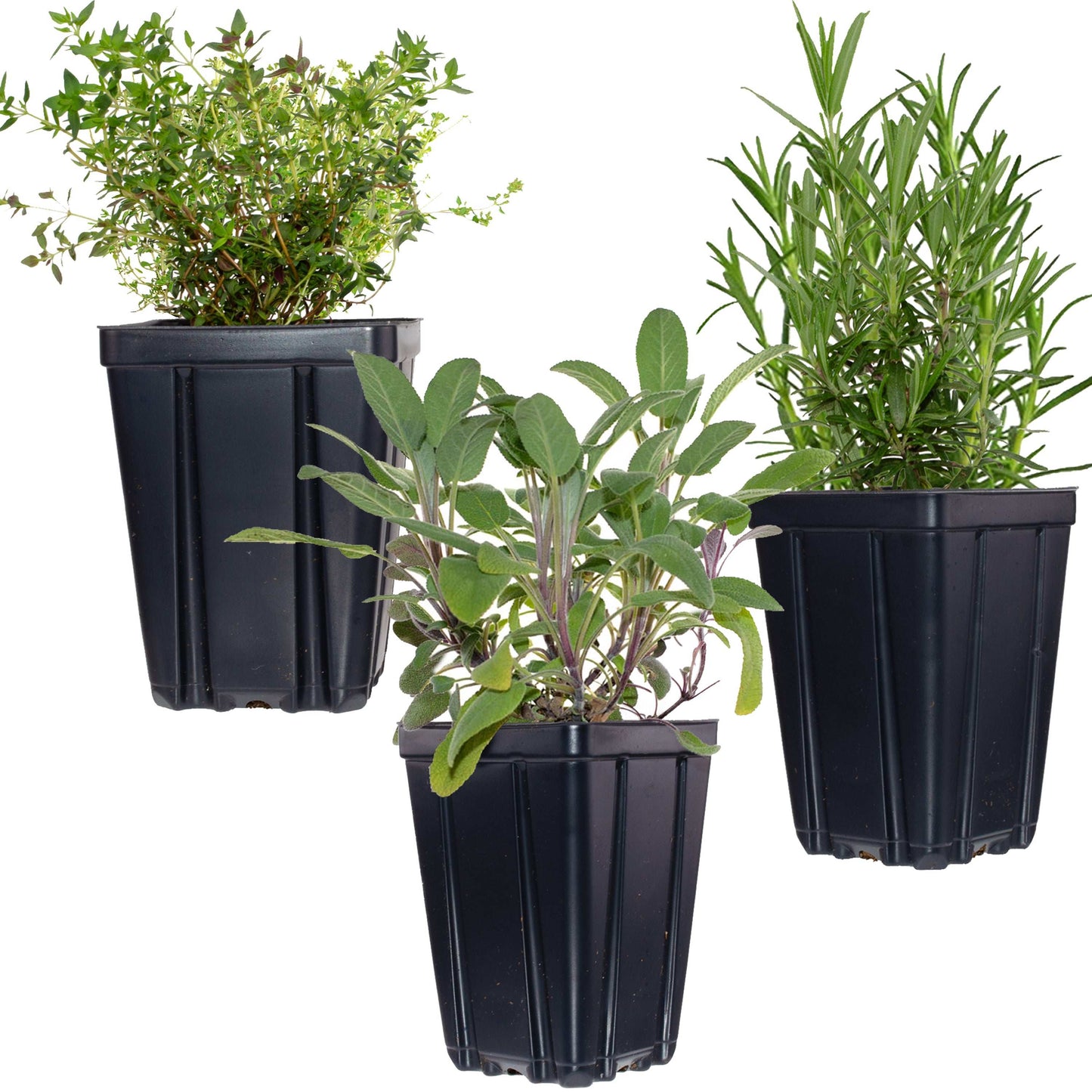 Essential Herb Collection by Fresh Garden Living, rosemary, sage, and thyme herb plants in quart pots, fresh and vibrant.