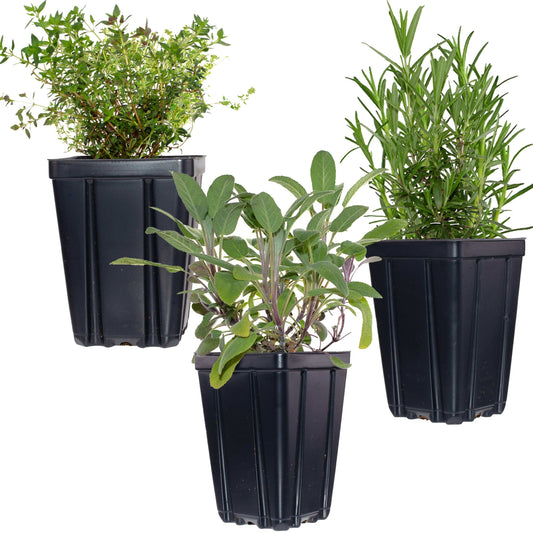 Essential Herb Collection by Fresh Garden Living, rosemary, sage, and thyme herb plants in quart pots, fresh and vibrant.