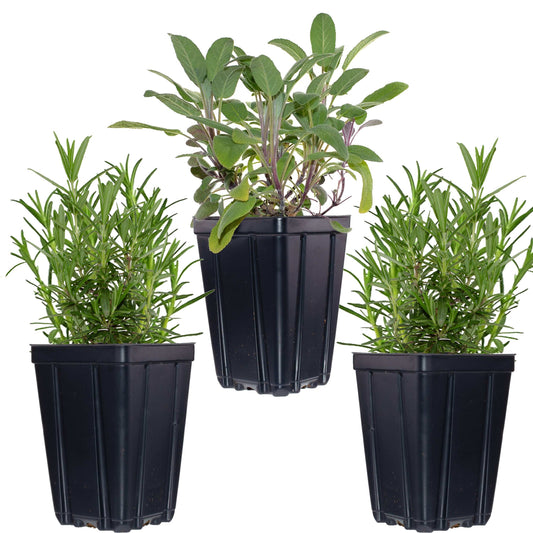 Fresh Garden Living herb plant collection featuring rosemary and sage in quart pots, perfect for fragrant herb gardening.