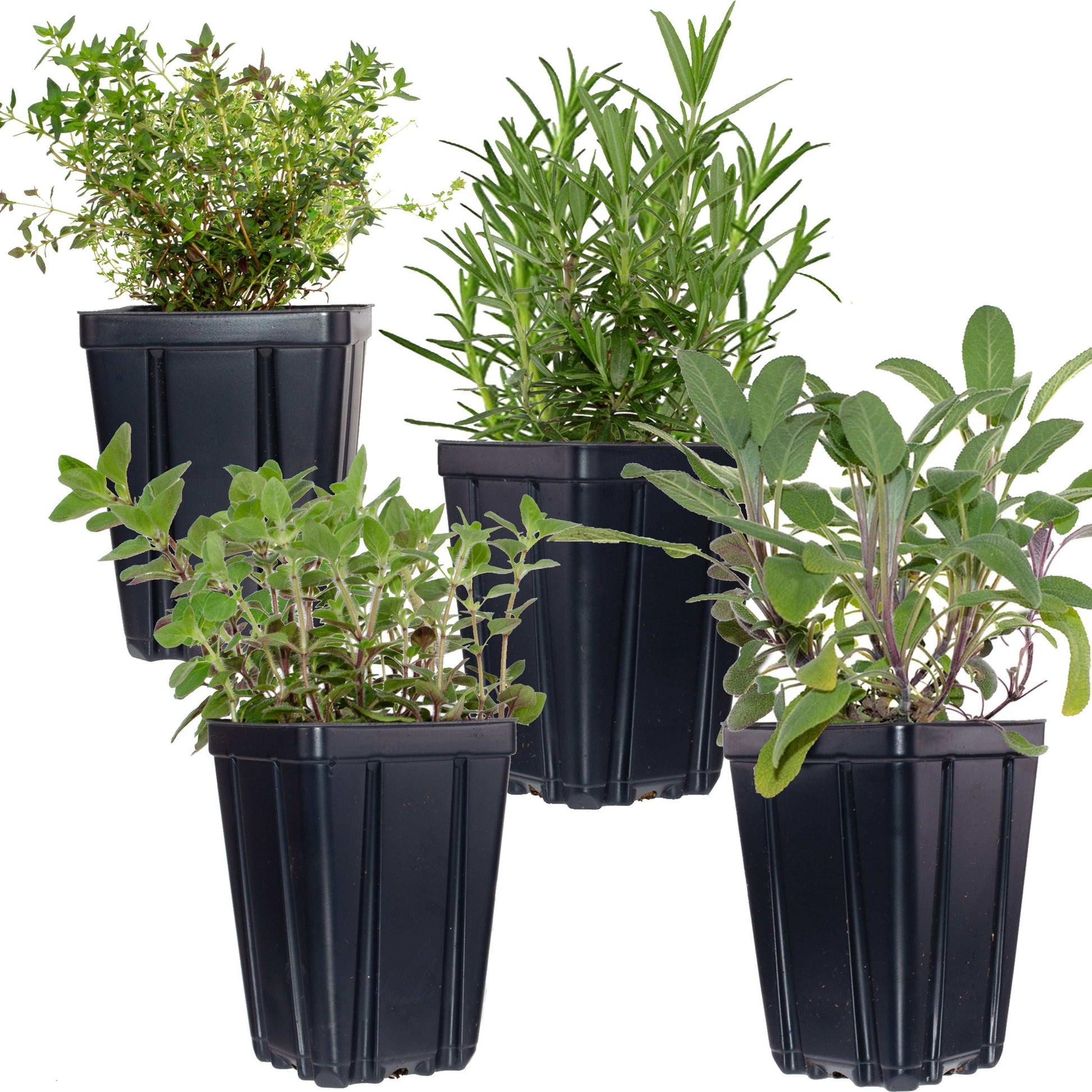 Fresh Garden Living herb plant collection featuring rosemary, sage, oregano, and thyme in quart pots for home gardening.