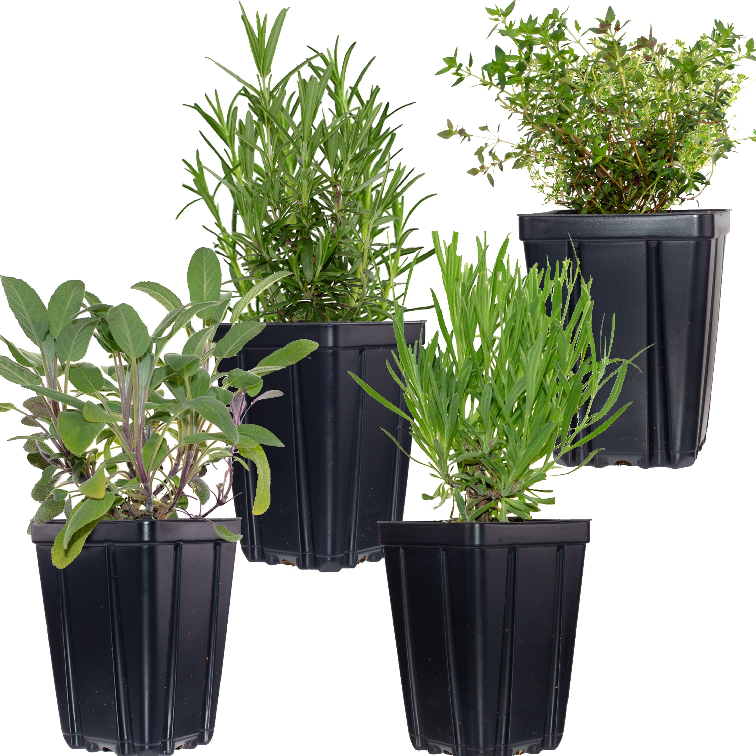 Fresh Garden Living Herbs de Provence Plant Collection - Thumbnail 2