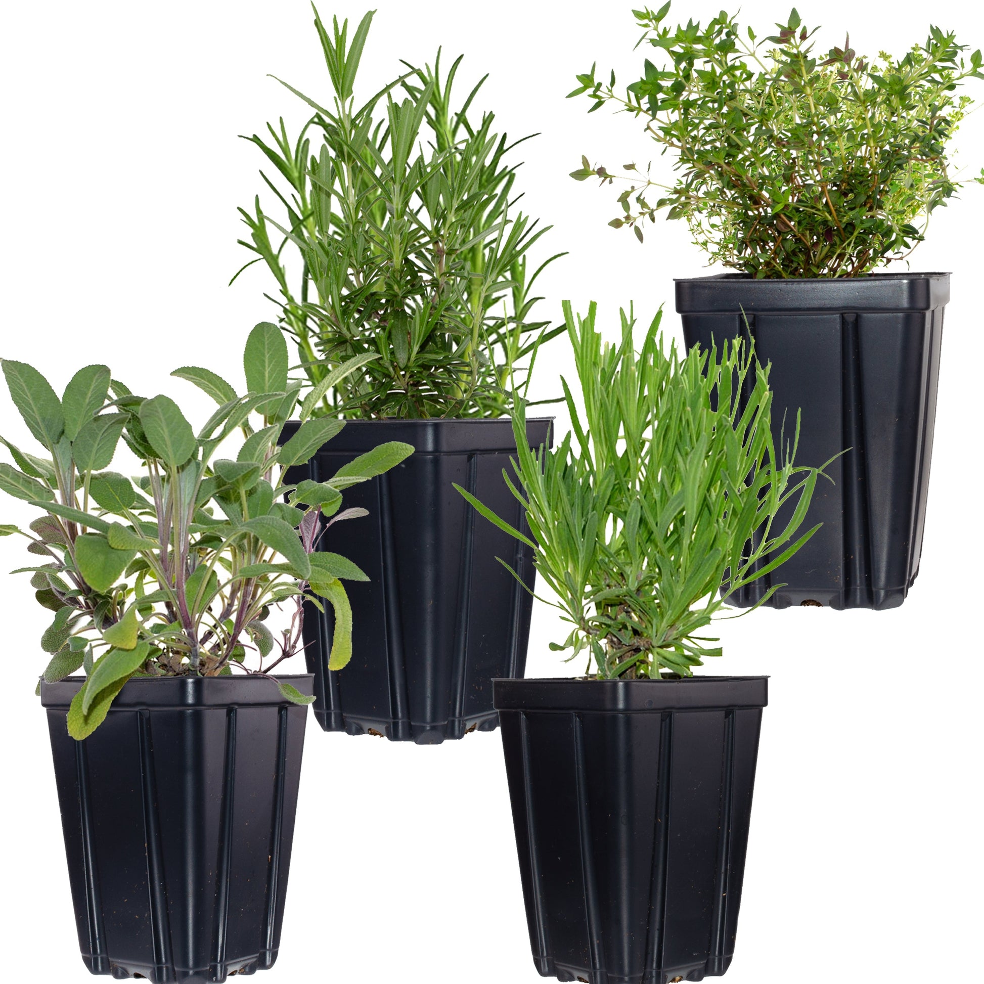 Herbs de Provence plant collection with rosemary, lavender, thyme, and sage in 4-quart pots from Fresh Garden Living.