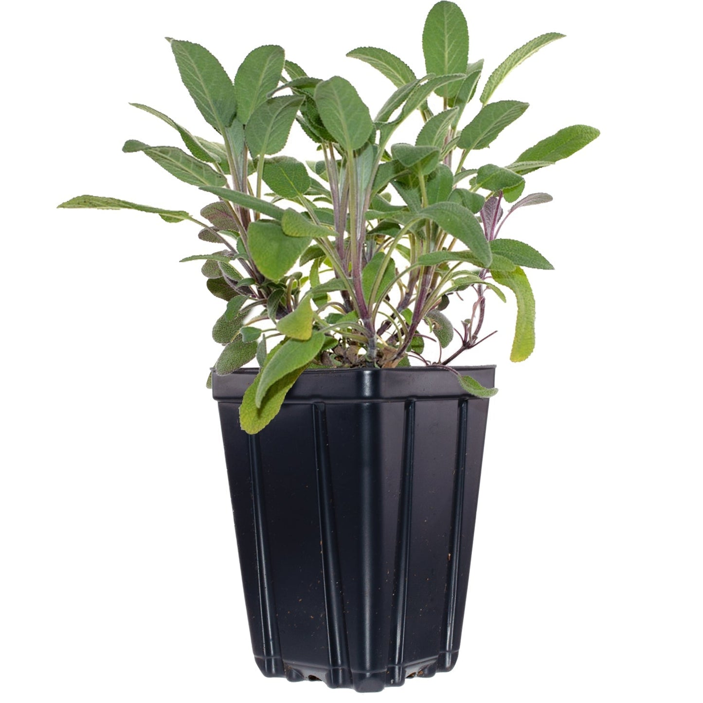Herb Plant collection in 4-quart pots with rosemary, lavender, thyme, and sage from Fresh Garden Living.