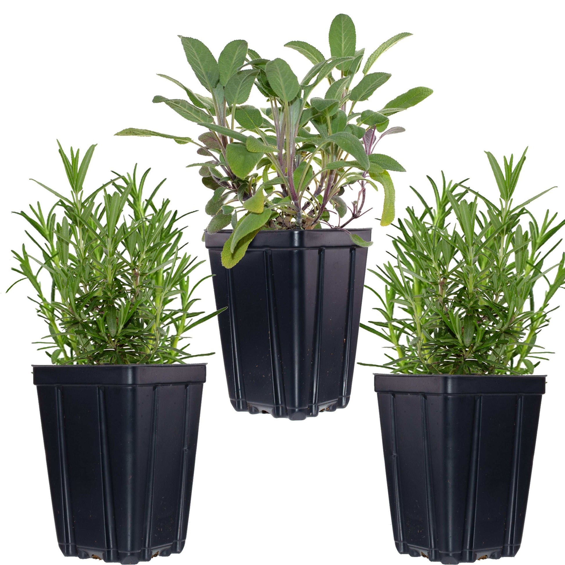 Fresh Garden Living kitchen herb plant collection with rosemary, oregano, and thyme in quart pots, ready for indoor or outdoor use.