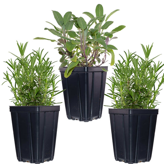 Fresh Garden Living kitchen herb plant collection with rosemary, oregano, and thyme in quart pots, ready for indoor or outdoor use.