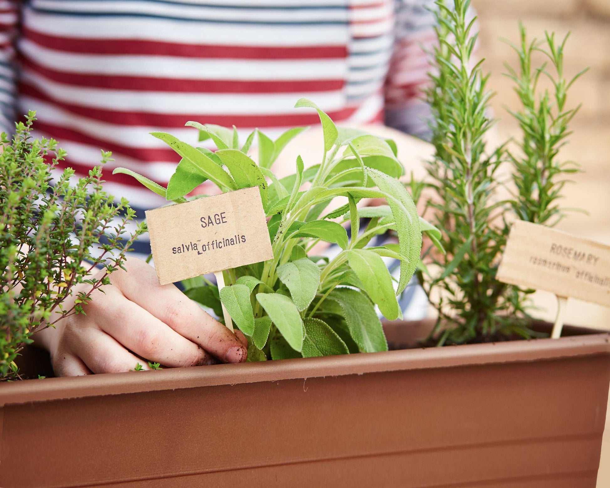 Fresh Garden Living kitchen herb plant collection with rosemary, oregano, and thyme in quart pots, ready for indoor or outdoor gardening.