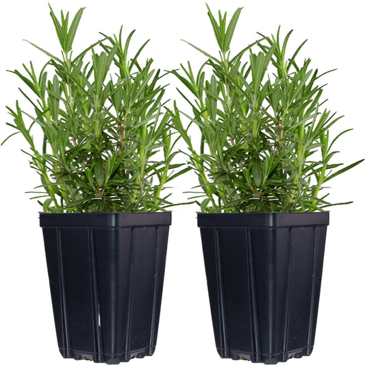 Set of 2 natural-grown rosemary herb plants in quart pots by Fresh Garden Living, fresh green herb with needle-like leaves.