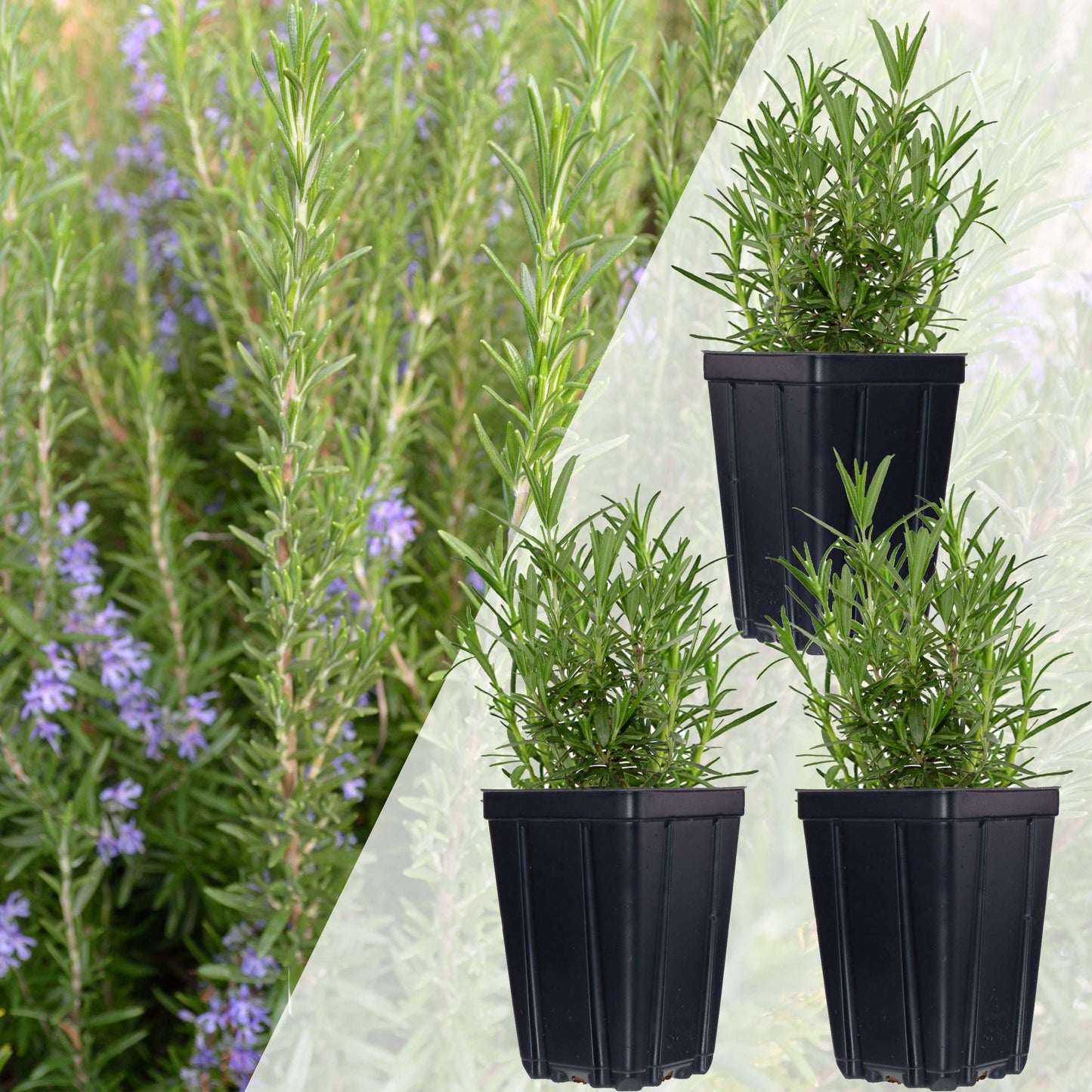 Set of 3 Fresh Garden Living rosemary herb plants in natural quart pots, ideal for cooking and gardening.