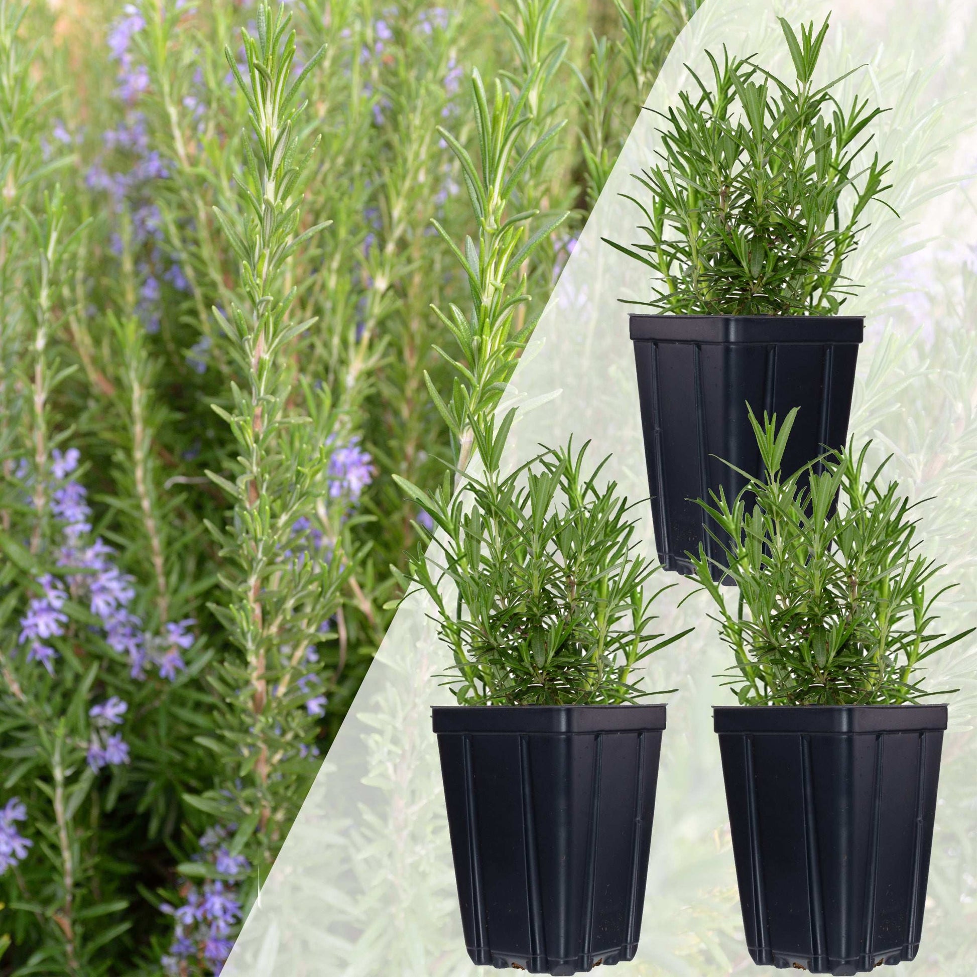 Set of 3 Fresh Garden Living rosemary herb plants in natural quart pots, ideal for cooking and gardening.