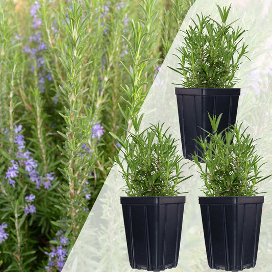 Set of 3 Fresh Garden Living rosemary herb plants in natural quart pots, ideal for cooking and gardening.