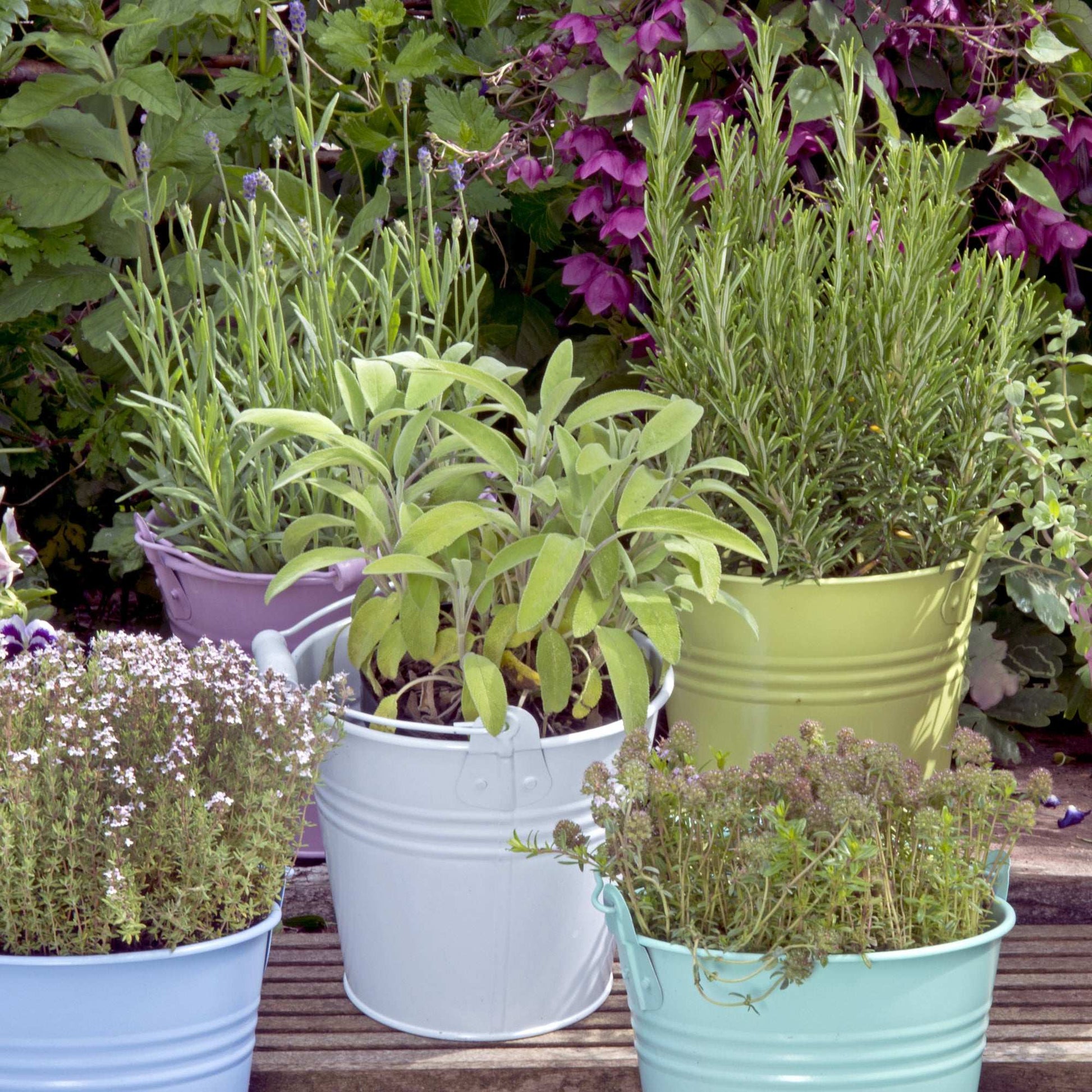 Set of 3 Fresh Garden Living rosemary herb plants in natural quart pots, showcasing vibrant green foliage and healthy growth.