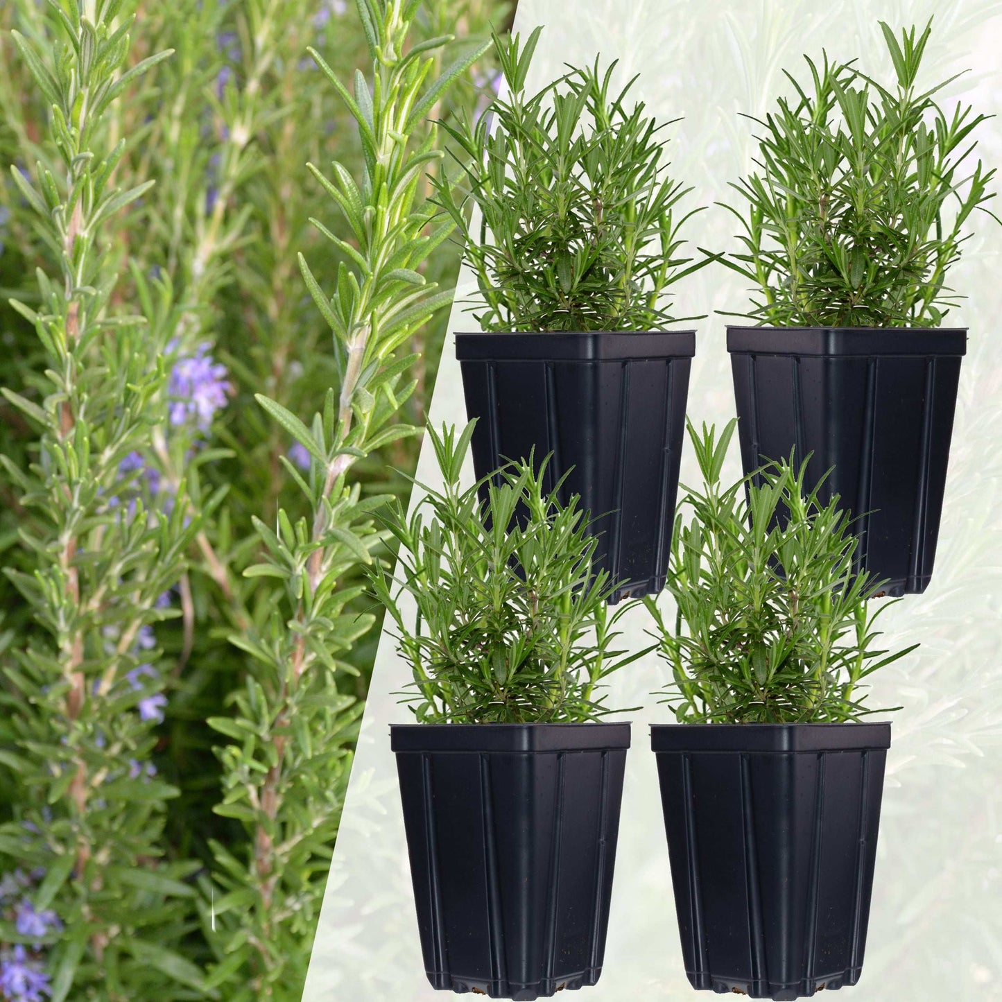 Set of 4 Fresh Garden Living rosemary herb plants in natural quart pots, ready for gardening or culinary use.