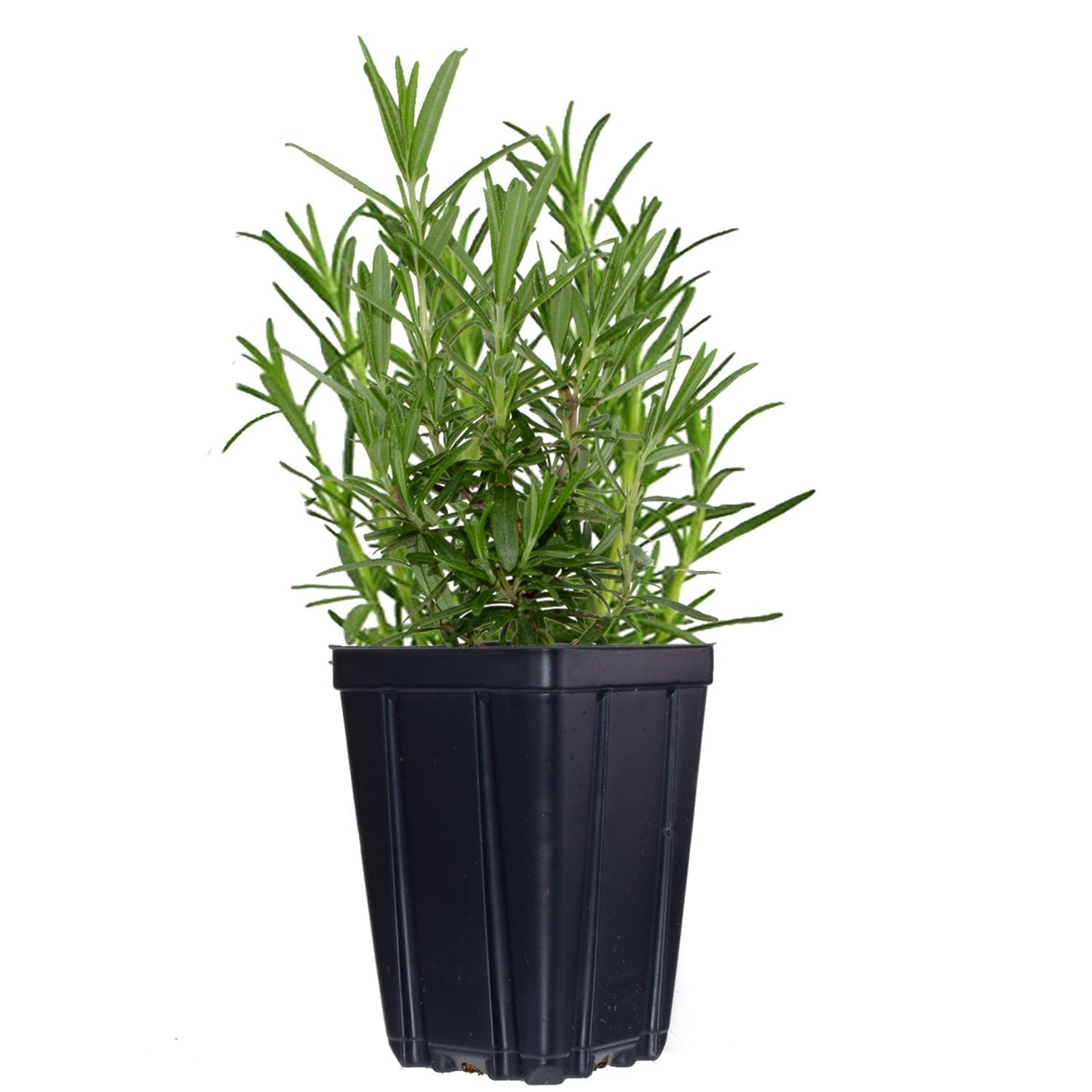 Set of 4 Fresh Garden Living rosemary herb plants in natural quart pots, ideal for culinary use and home gardening.