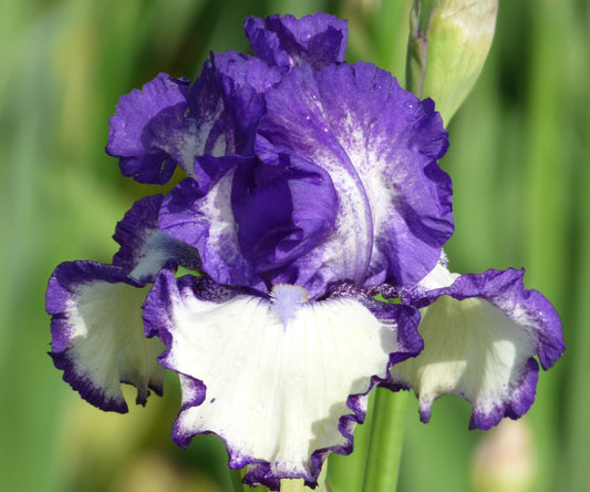 Fresh Garden Living iris plant in a quart container featuring bi-color fragrant iris blooms and lush green foliage.