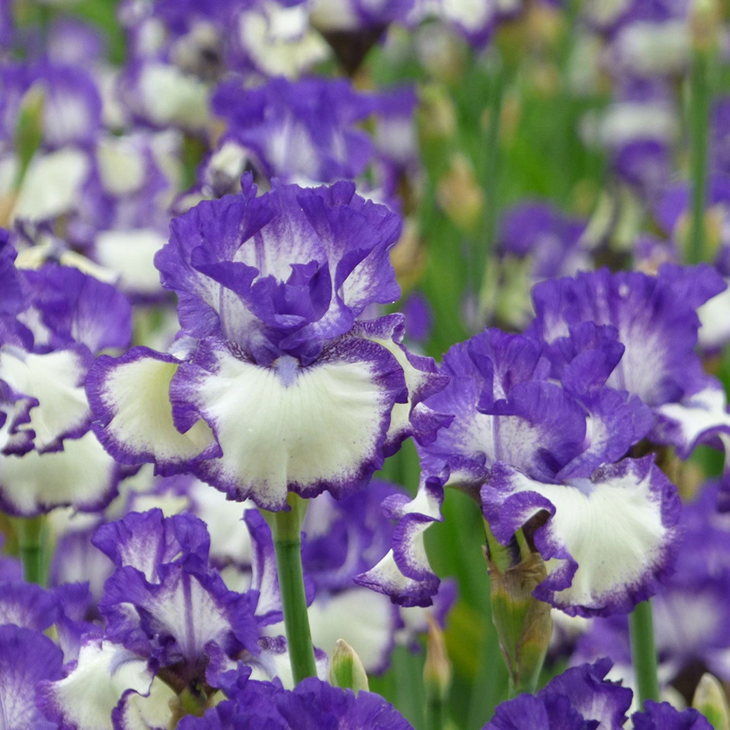 Another Chapter Fragrant Bi-Color Iris Quart Container - Blessings Grow Meadows