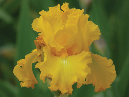 Bi-color iris plant in a quart pot from Fresh Garden Living, featuring fragrant, vibrant blooms and lush green foliage.
