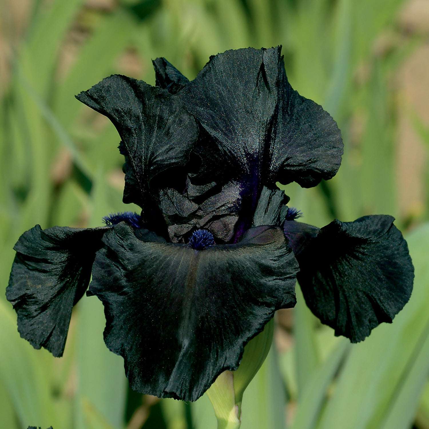 Black Suited Fragrant Black Iris plant in a potted quart-size container, featuring vibrant black flowers and lush green foliage.